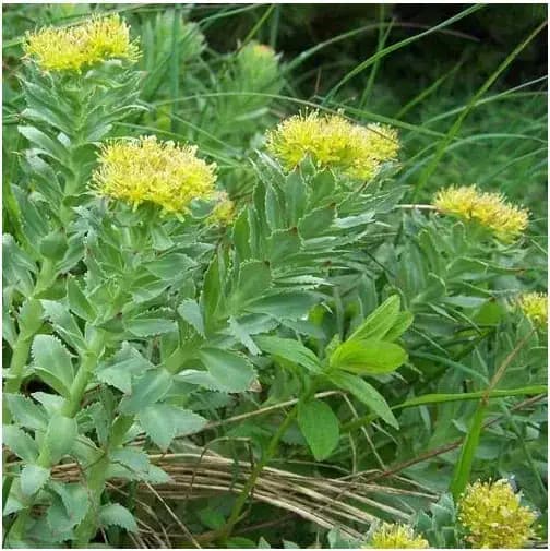 rhodiolarosea