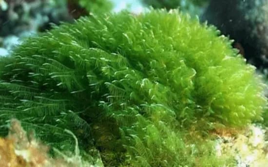 spirulina_ilustracija01