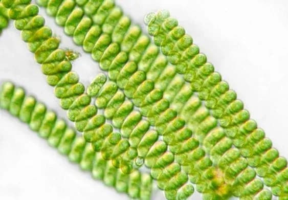 spirulina_ilustracija02