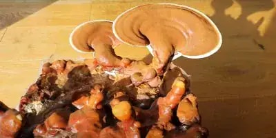 Ganoderma – Reishi