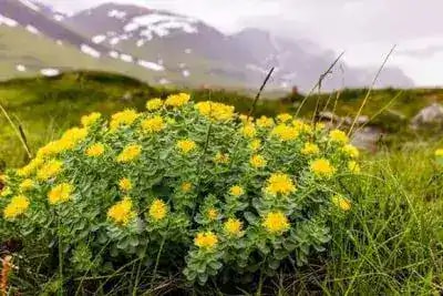 Rhodiola