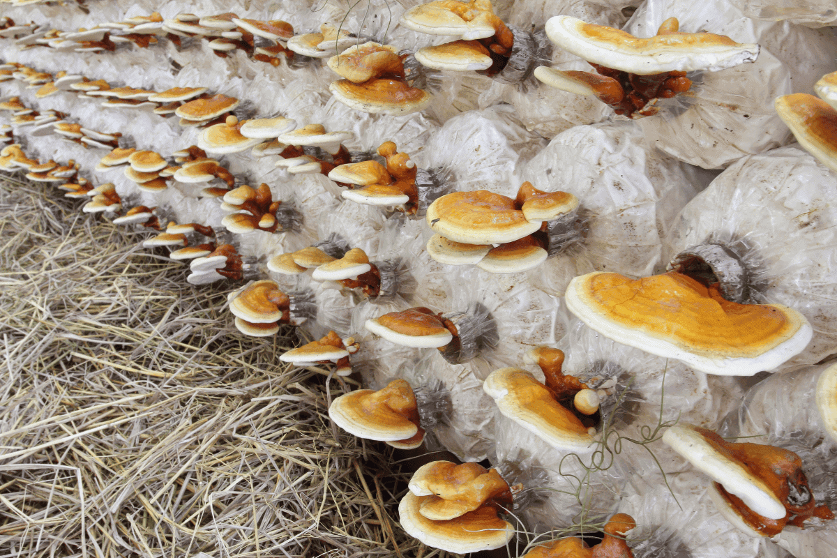 Ganoderma – Proizvodi od Reishi gljiva