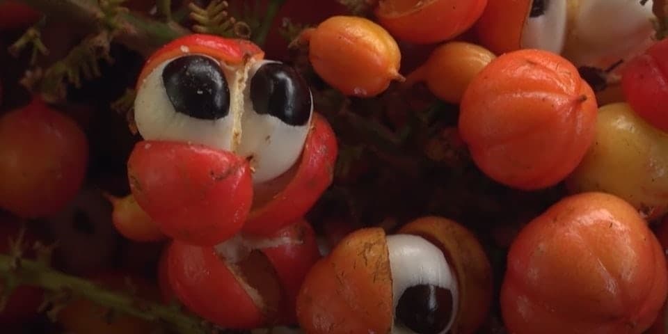 sastojci čajeva za mršavljenje - guarana