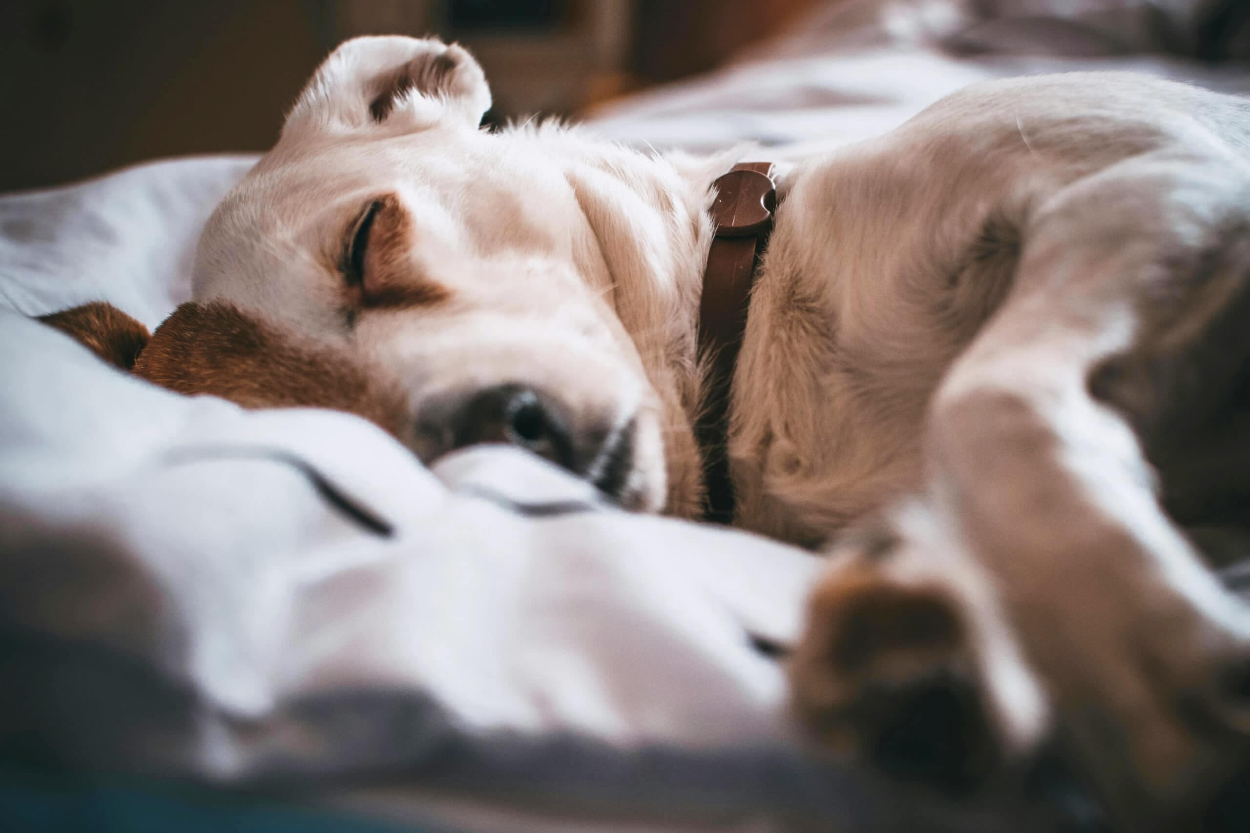 Najbolji krevet za pse