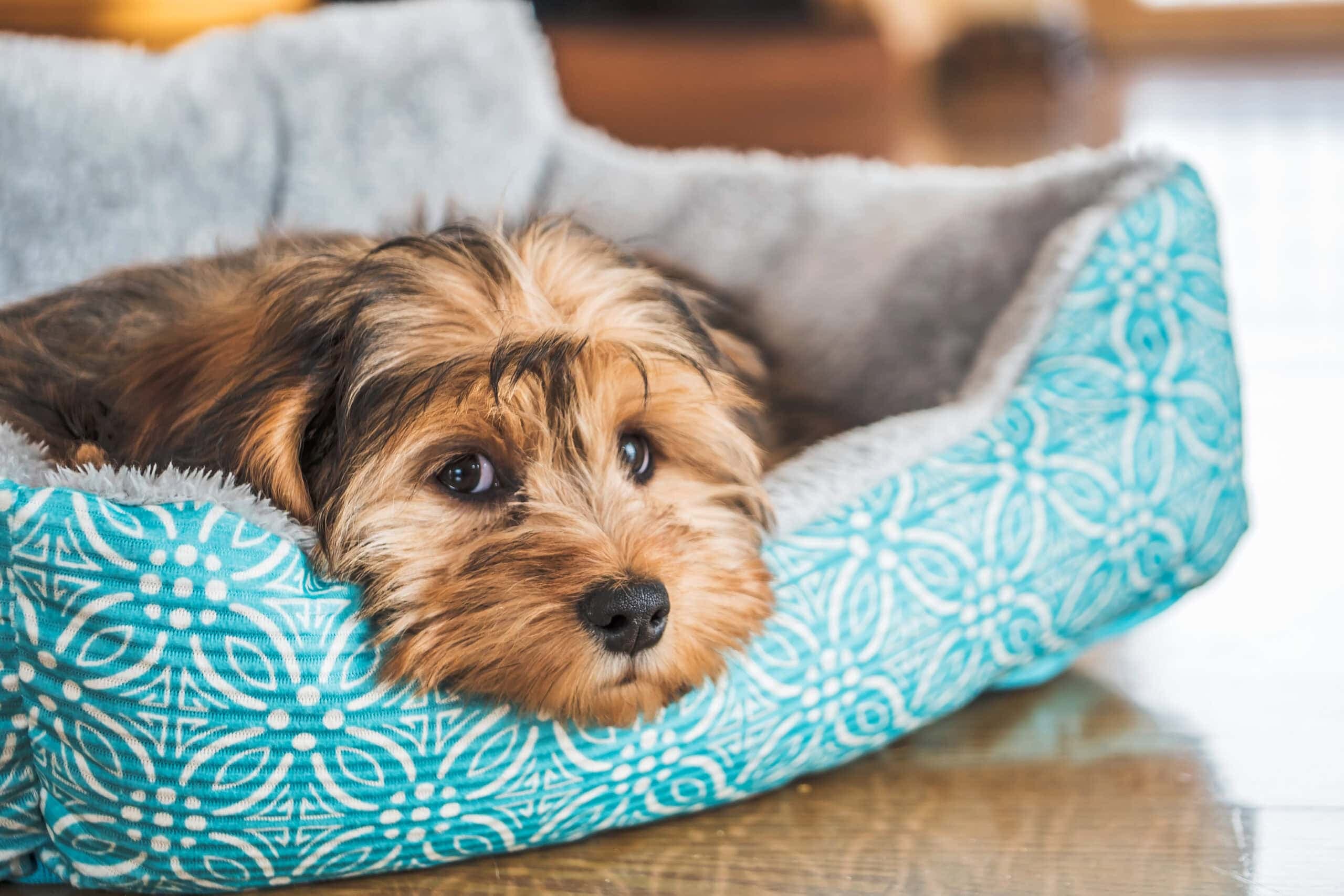 Closeup shot of a cute adorable sad-looking domestic Shih-poo type of dog indoors