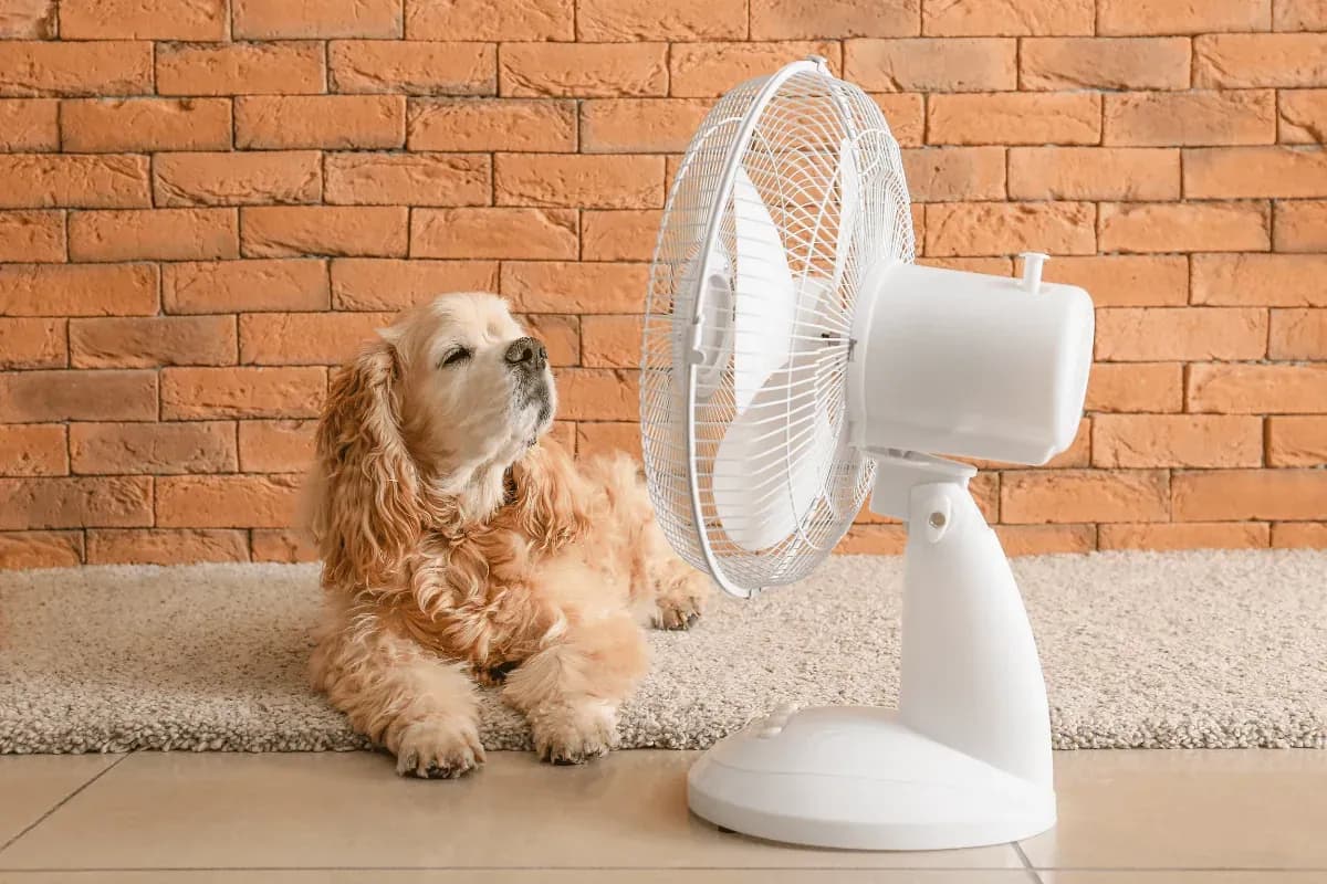 Pas kod ventilatora