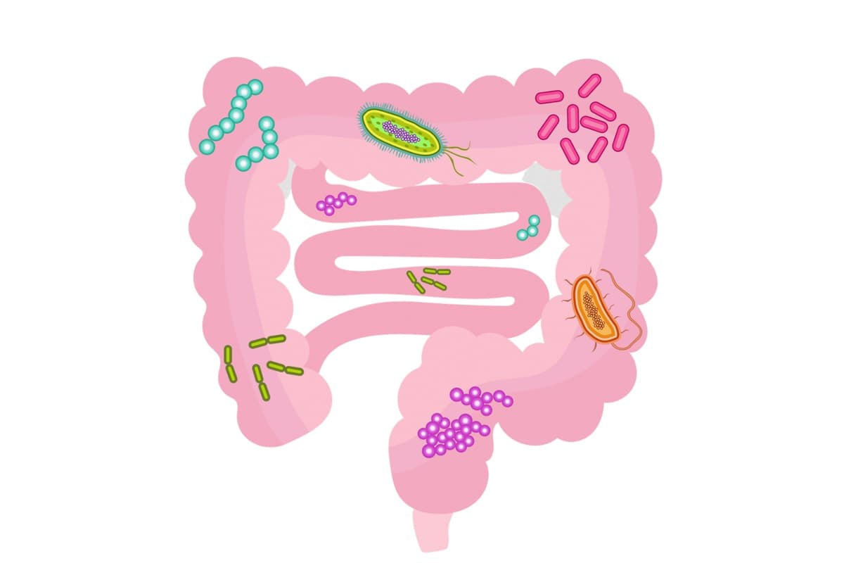 probiotici-i-prebiotici.jpg
