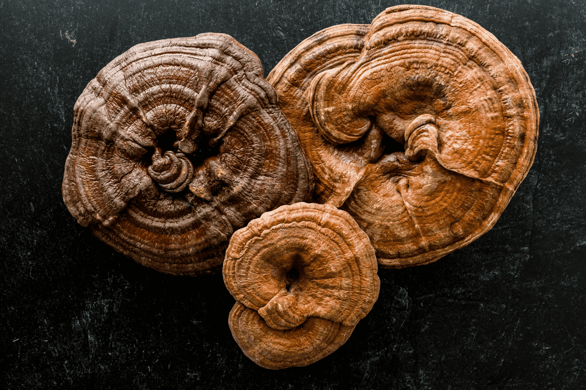 reishi gljive